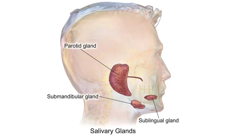 Salivary Gland Cancer